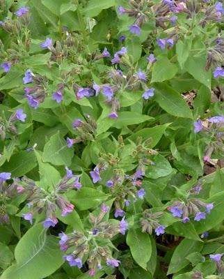 Avant de vous souhaiter à tous un  Bon Week-end ...