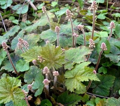 Avant de vous souhaiter à tous un  Bon Week-end ...