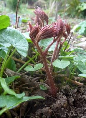 Avant de vous souhaiter à tous un  Bon Week-end ...