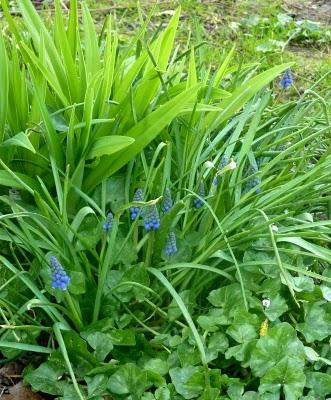 Avant de vous souhaiter à tous un  Bon Week-end ...