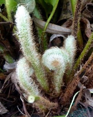 Avant de vous souhaiter à tous un  Bon Week-end ...