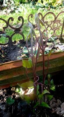 Avant de vous souhaiter à tous un  Bon Week-end ...