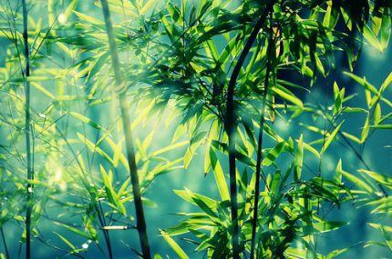 Le bambou : solution écologique ou arnaque industrielle?