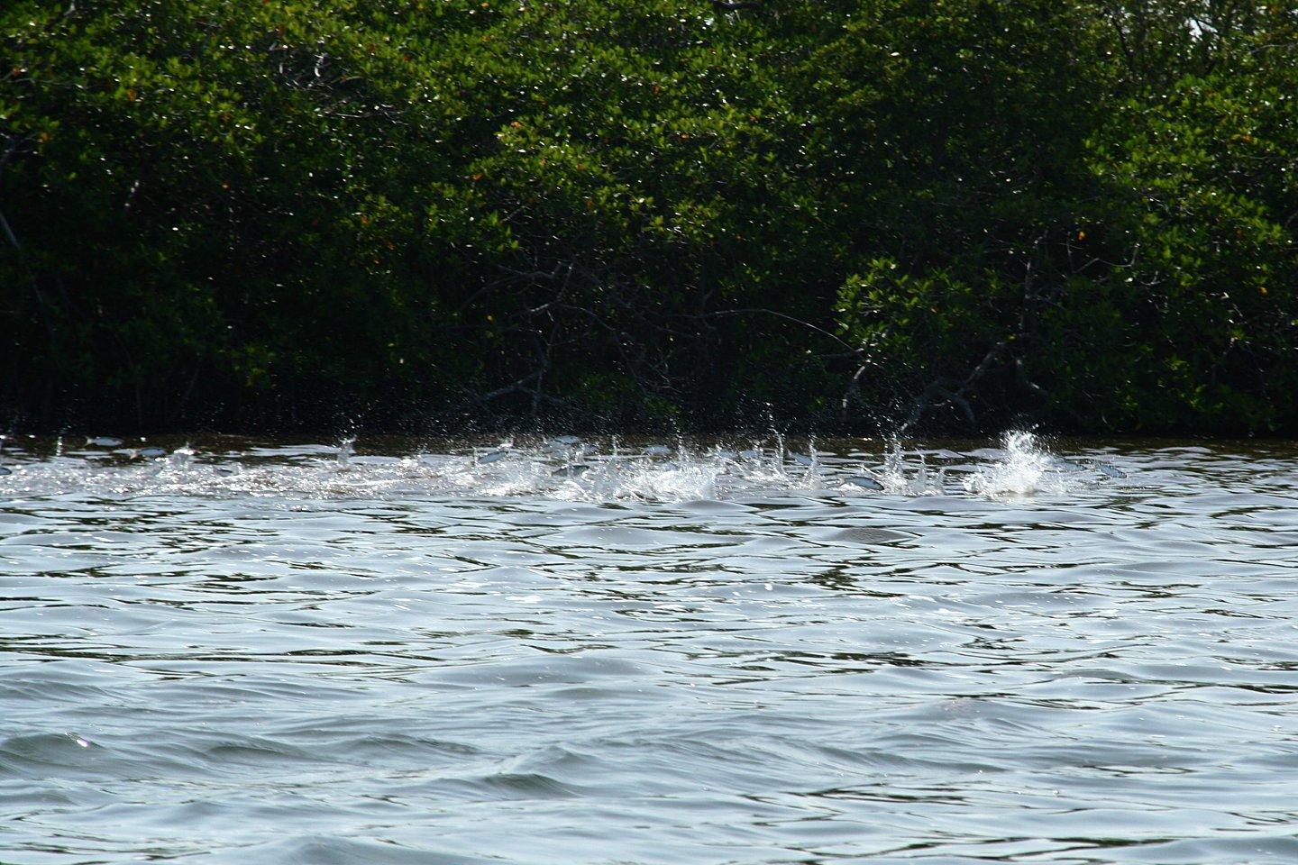 Y’A BON, BONE / YUMMY BONEFISH