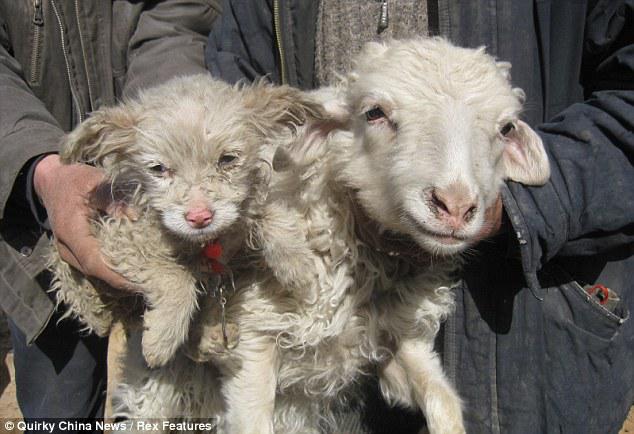 Un mouton donne naissance à un chien