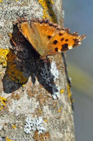 Robert le diable • Polygonia c-album