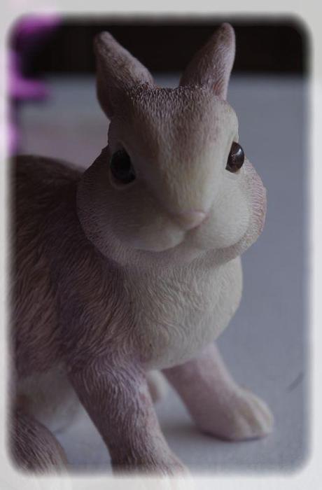 p_ques_rose_079_modifi__1