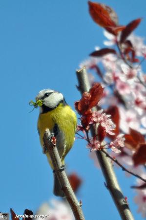 Mesange_bleue_et_mousse