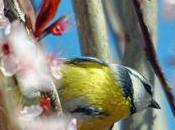 saison nidifications plein