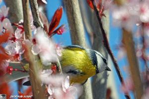 Mesange_Bleue_et_prunus