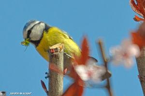 Mesange_Bleue_nidifie