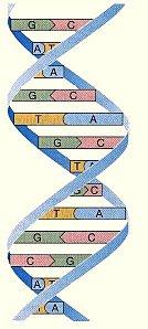 ADN.jpg