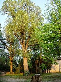 Pensée et conditionnement