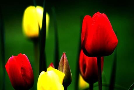 On demande le quadrille de la tulipe orageuse ! http://farm6.static.flickr.com/5149/5570790813_c2f7b3af84_b.jpg