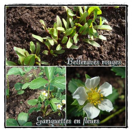 Ca pousse dans les couches, 30 mars 2011