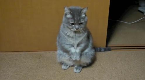 lolcat Le chat le plus mignon de lInternet