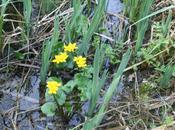 mare Romilly, grenouilles dytique