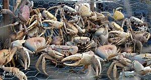 Panier-de-crabes.jpg
