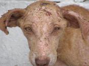 J’envie chiens (Nico Naldini)