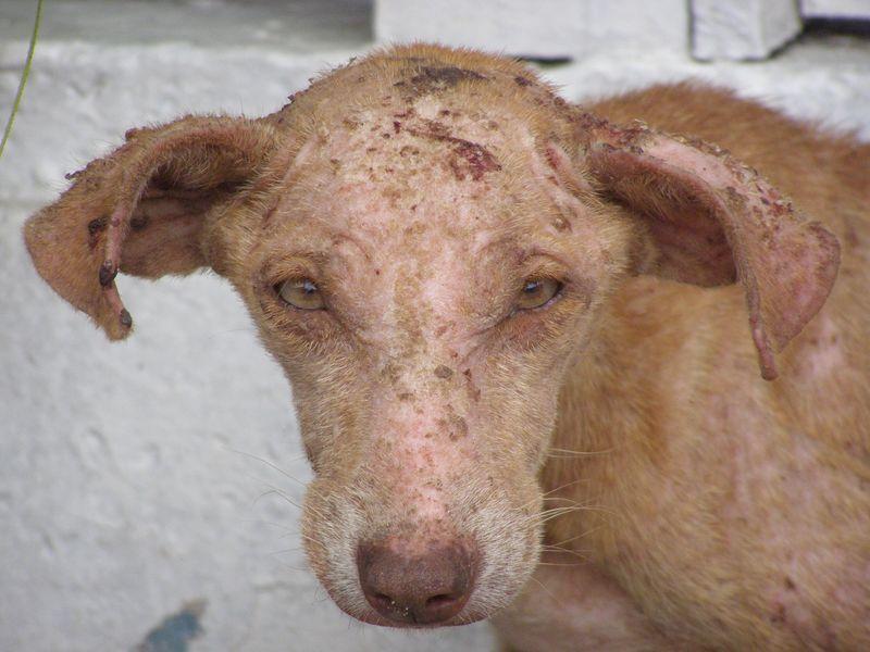 J’envie les chiens (Nico Naldini)