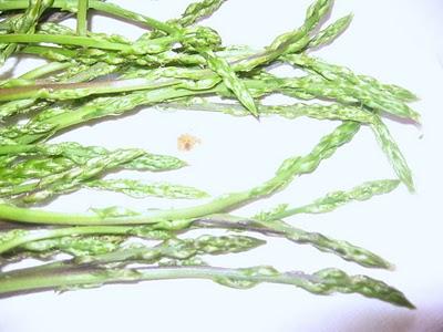 l'asperge sauvage