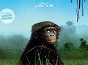 belle histoire d’amour Bonobos orphelins leurs mamans humaines substitution