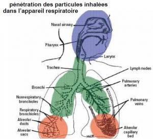POUSSETTES et POLLUTION: Petits enfants contre particules de l’air ambiant – Association Santé Environnement France