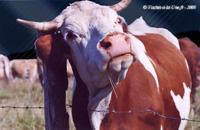 Eclairez nous chemin laïcité