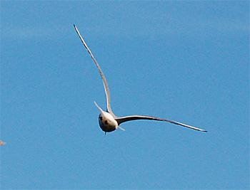 Cap au printemps (Miyoshi Tatsuji)