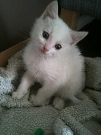 Un petit nouveau dans ma (grande) famille!