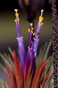 Fleur de Tillandsia ionantha 'Fuego'