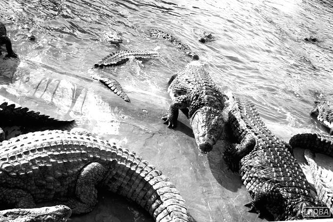 ferme-aux-crocodiles-djerba-tunisie