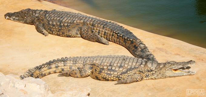 2-crocodiles-bouche-gueule-ouverte
