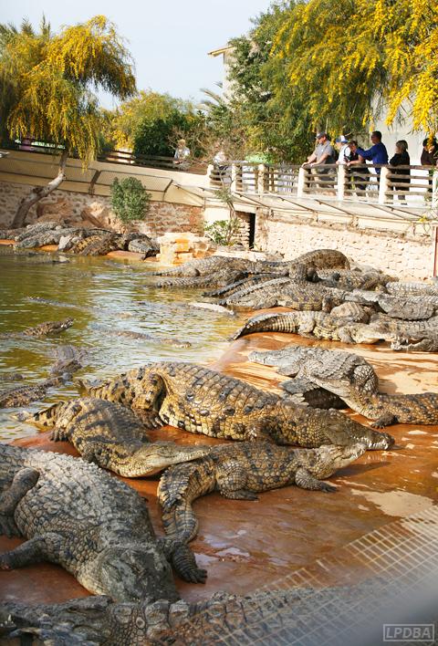 parc-aux-crocodiles-djerba