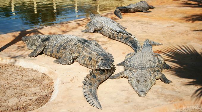 crocodiles-ferme-djerba-tunisie