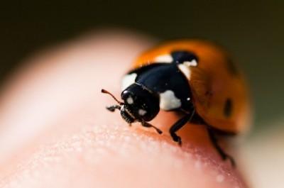 Technique : la macrophotographie