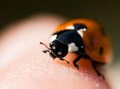 Technique macrophotographie