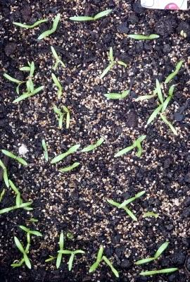 C'est sous la pluie que je me suis efforcée de sortir( do...