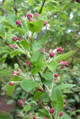 C'est sous la pluie que je me suis efforcée de sortir( do...