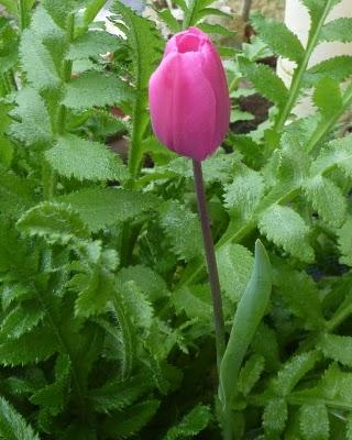 C'est sous la pluie que je me suis efforcée de sortir( do...