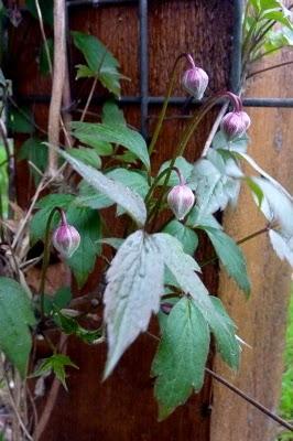 C'est sous la pluie que je me suis efforcée de sortir( do...