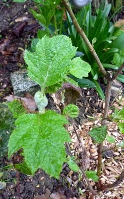 C'est sous la pluie que je me suis efforcée de sortir( do...
