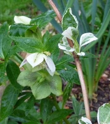 C'est sous la pluie que je me suis efforcée de sortir( do...