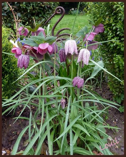 C'est sous la pluie que je me suis efforcée de sortir( do...