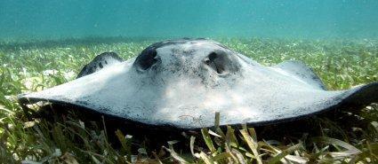 poisson électrique Innovation environnementale en Chine