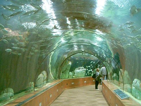 Dans les profondeurs du plus grand aquarium du monde