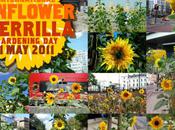 Guerilla Gardening: faites florir biodiversité dans votre quartier! bombes fleur) sont fournies…