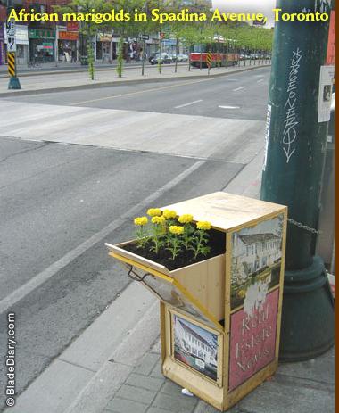 guerilla gardening 4 Guerilla Gardening: faites florir la biodiversité dans votre quartier! Les bombes (à fleur) sont fournies...