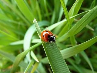 La coccinelle, la belle des jardins
