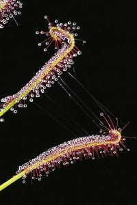 Pièges collants de Drosera capensis